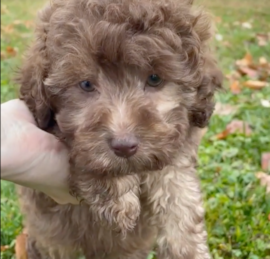 Mini Labradoodle Puppies For Sale